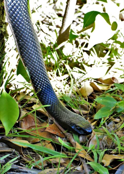 A red-bellied black snake at Ryans Swamp, near Caves Beach. Photo: Dannie and Matt Connolly Photography