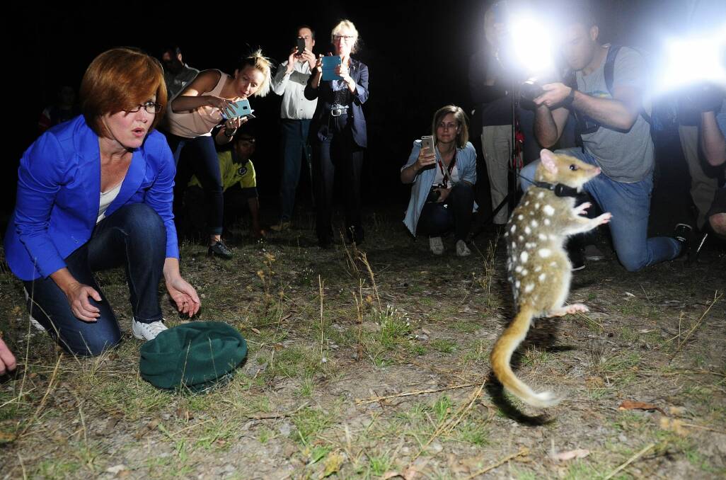 An eastern quoll put on a show for the cameras when it was released at Mulligans Flat Woodland Sanctuary by Transport and Municipal Services minister Meegan Fitzharris. Photo: Melissa Adams