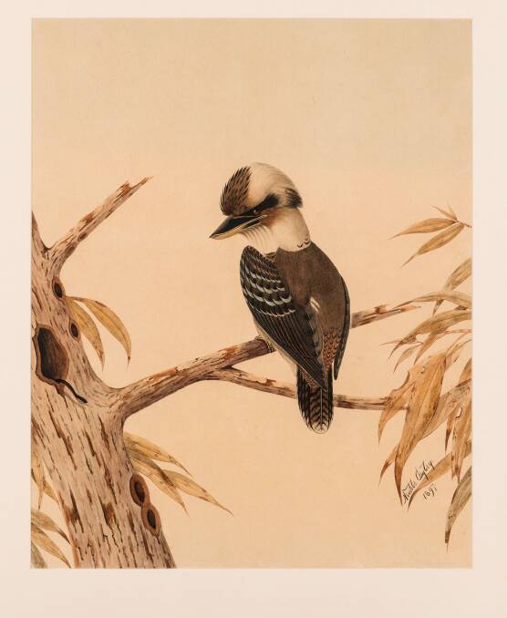 Neville Cayley (1854-1903): Kookaburra, 1897 Private collection, Canberra in Aviary at Canberra Museum and Gallery. Photo: Rob Little RLDI