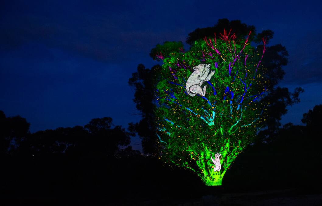 Koalas projected onto trees at the National Botanic Gardens for the Enlighten Festival. Photo: Photo: Elesa Kurtz
