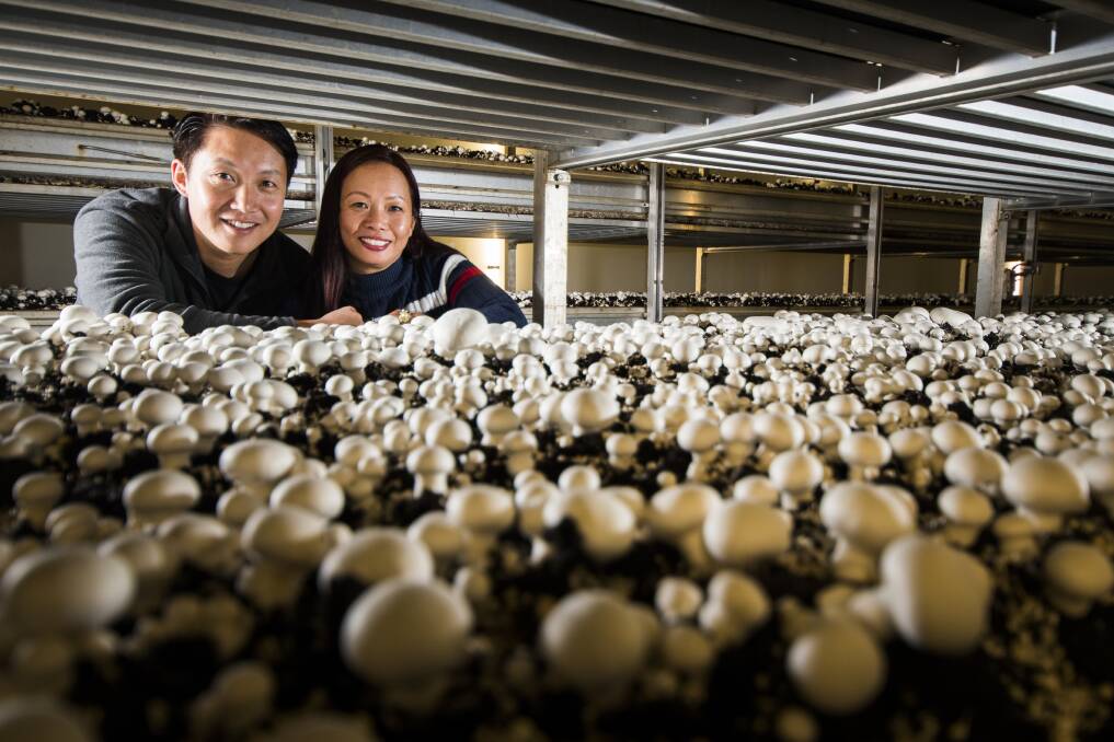Majestic Mushroom owners, Ian and Helen Chu, have recently returned from a business trip to Singapore, potentially opening up the south-east Asian market to their business. Photo: Elesa Kurtz