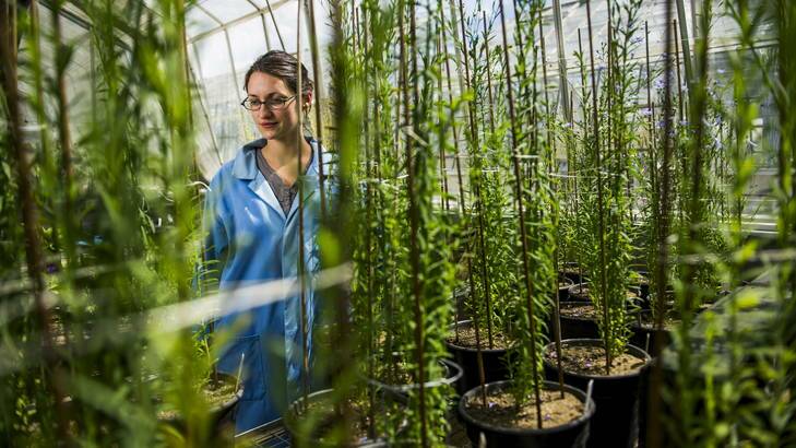 Research scientist, Dr Maud Bernoux with undiseased flax plants which are being used in her study. Photo: Rohan Thomson