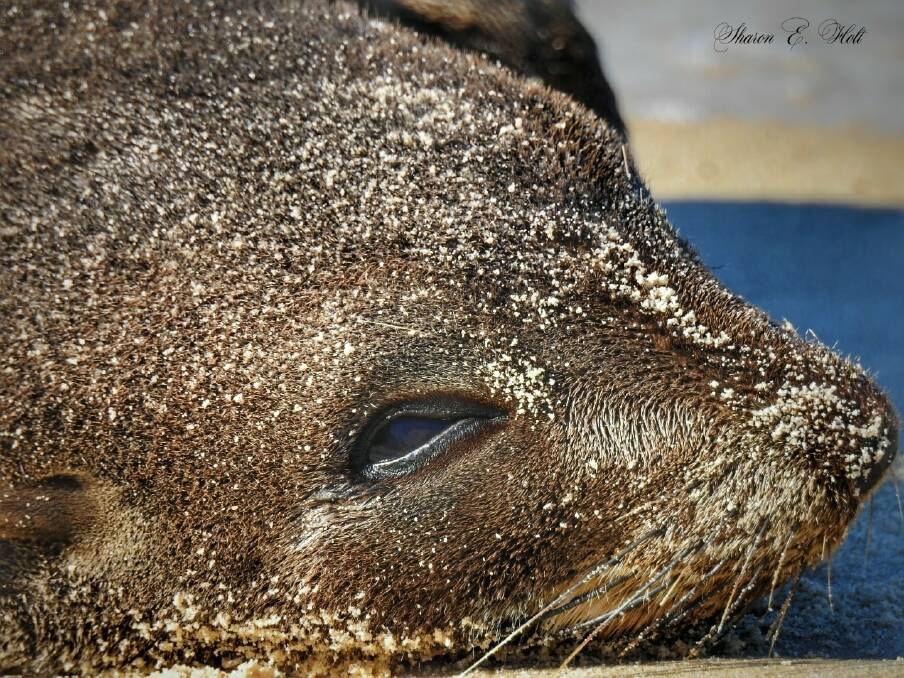 'Neil the Seal' has been enjoying sunbaking in the winter sunshine on Bribie Island Photo: Sharon Holt