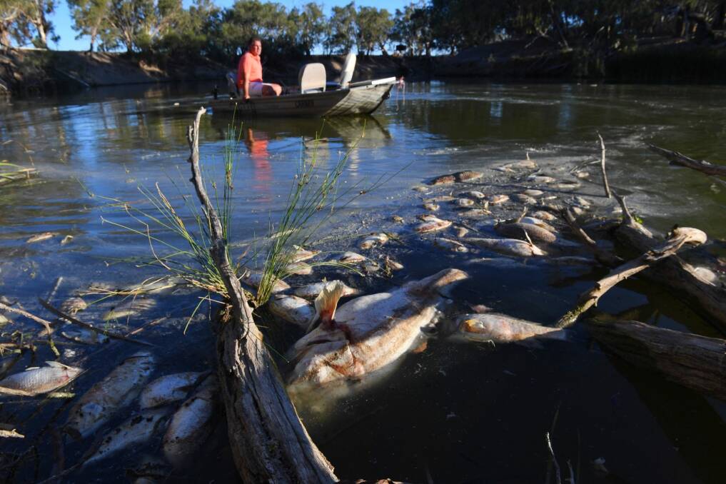 Some of the thousands of dead fish in the Darling River near Menindee.  Photo: Nick Moir