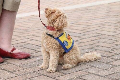 Assistance or service dogs come in all shapes and sizes and are legally allowed into all public places. Photo: mindDog