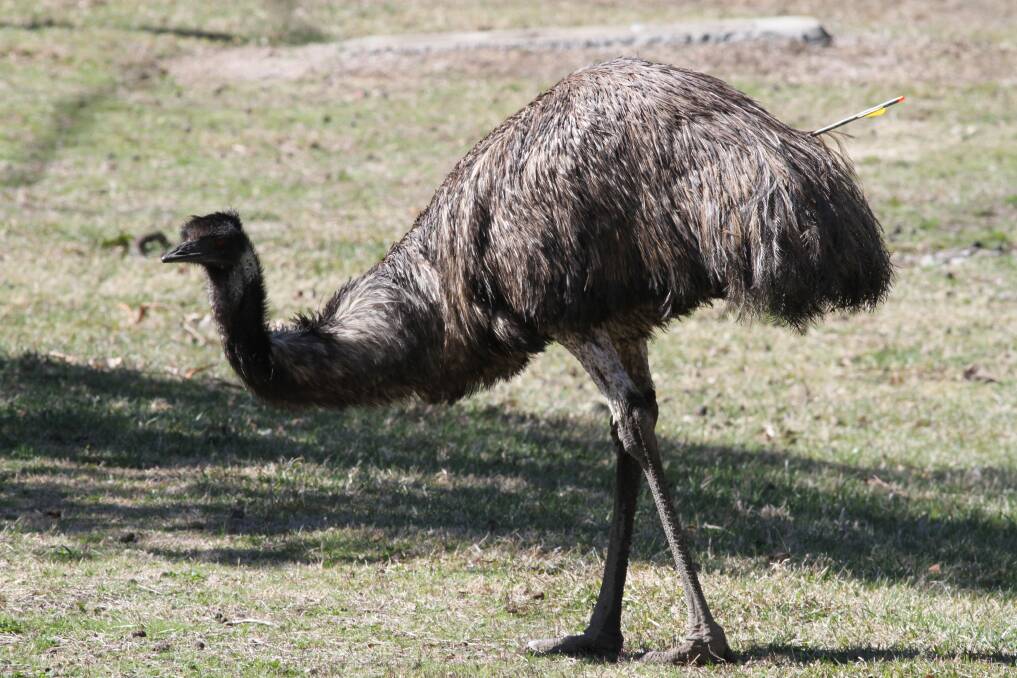 More than a year after it was shot, an emu moving around the Cotter area still has an arrow protruding from its body. Photo: James Overall