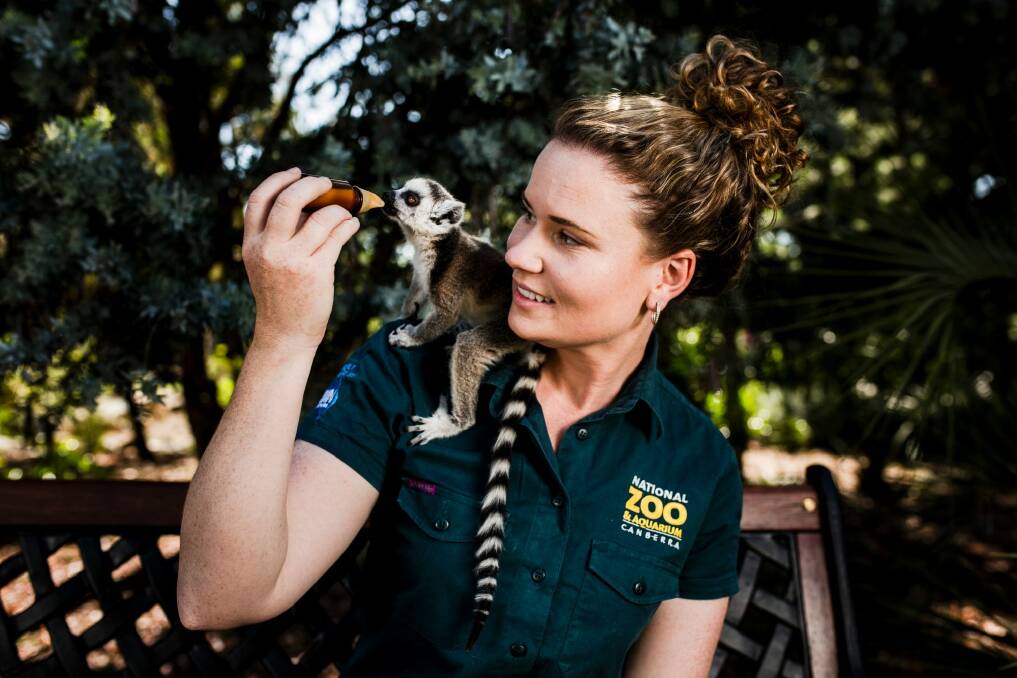 Renee Osterloh, operations manager of the National Zoo and Aquarium, with Tia a baby Ring-tailed lemur who has required special care from the zookeepers.  Photo: Jamila Toderas