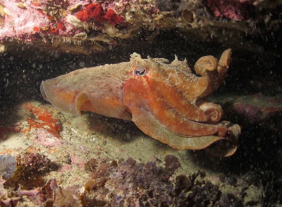 The giant cuttlefish has ten  arms,  two of which are feeding tentacles that are used to grasp prey. Photo: Bill Barker