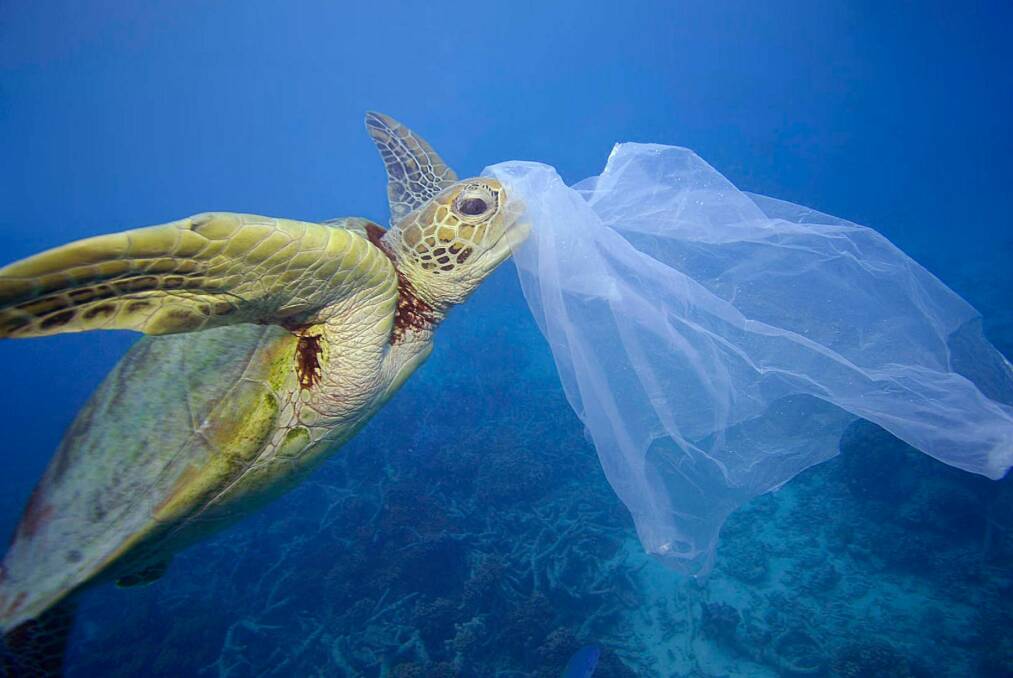 Plastic may be in your food chain, whether you eat seafood or not. Photo: Troy Mayne