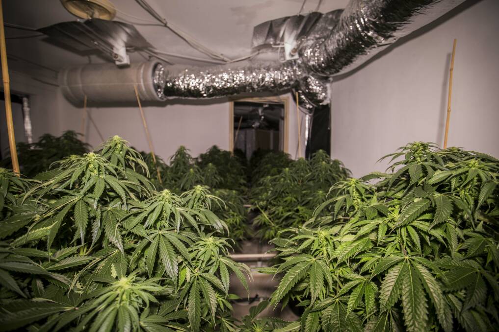 Cannabis plants at a Macgregor house that was raided by police in 2018. Photo: ACT Policing