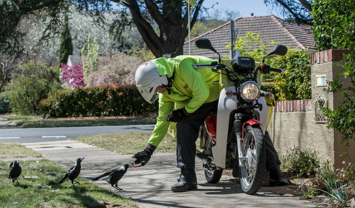 Australia Post postman John Kanard has found the best defence against swooping magpies is a muesli bar. Photo: Karleen Minney
