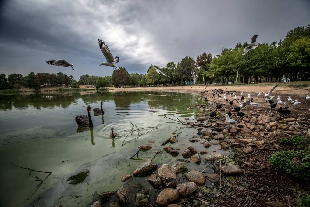Birds swim and eat in the blue-green algae-contaminated waters of Lake Tuggeranong. Photo: Karleen Minney