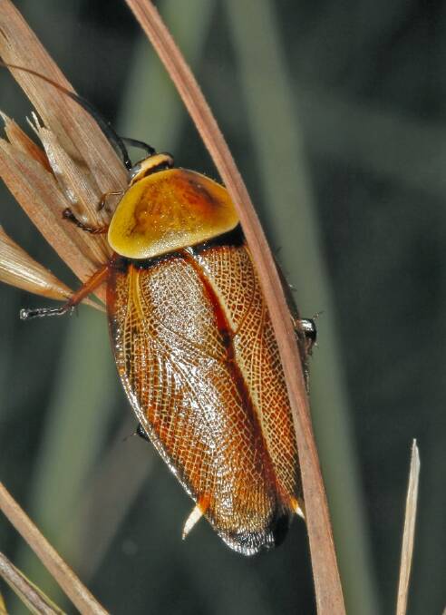The humble cockroach has more than 500 species. Photo: Supplied