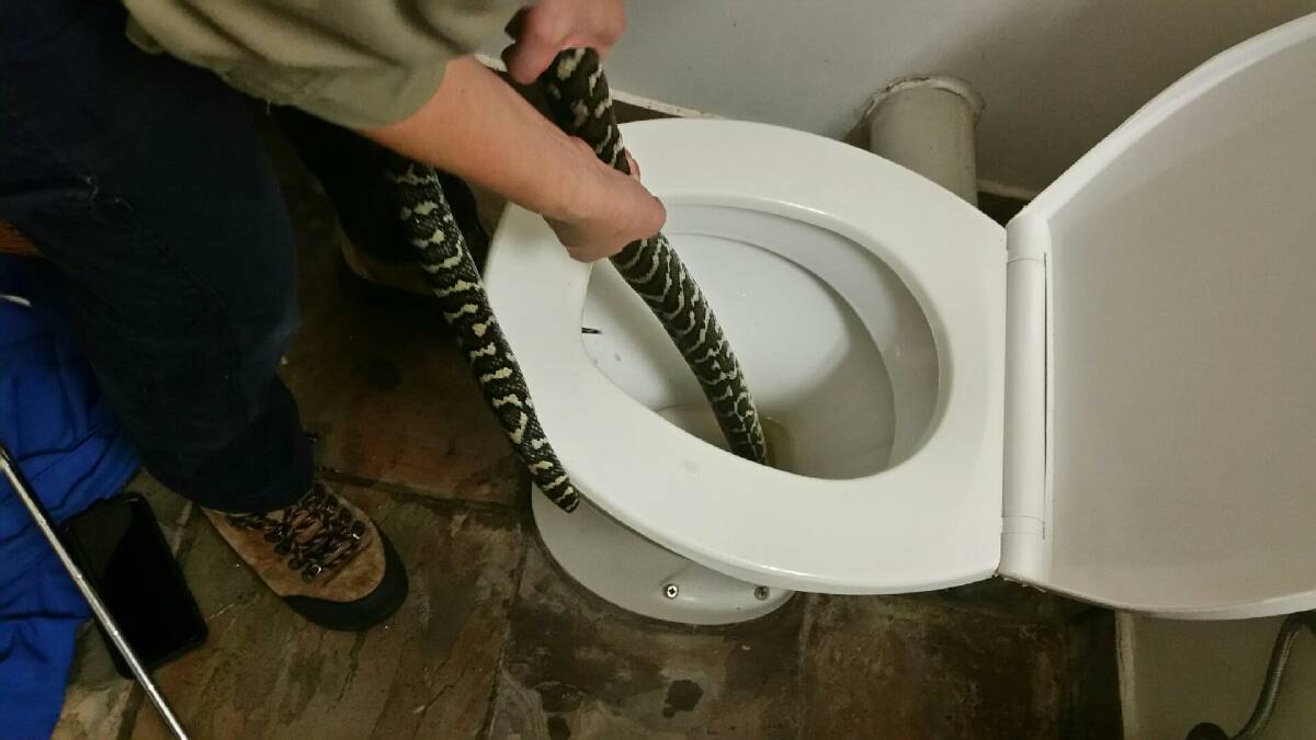 Snake catcher Jasmine Zeleny pulls a carpet python out of a toilet in Brisbane after the snake bit Canberra woman Helen Richards. Photo: Helen Richards