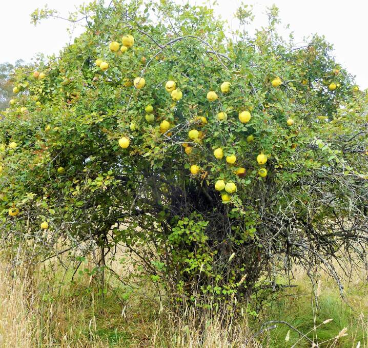 A mature quince tree near Ted's Hut. Photo: Tim the Yowie Man