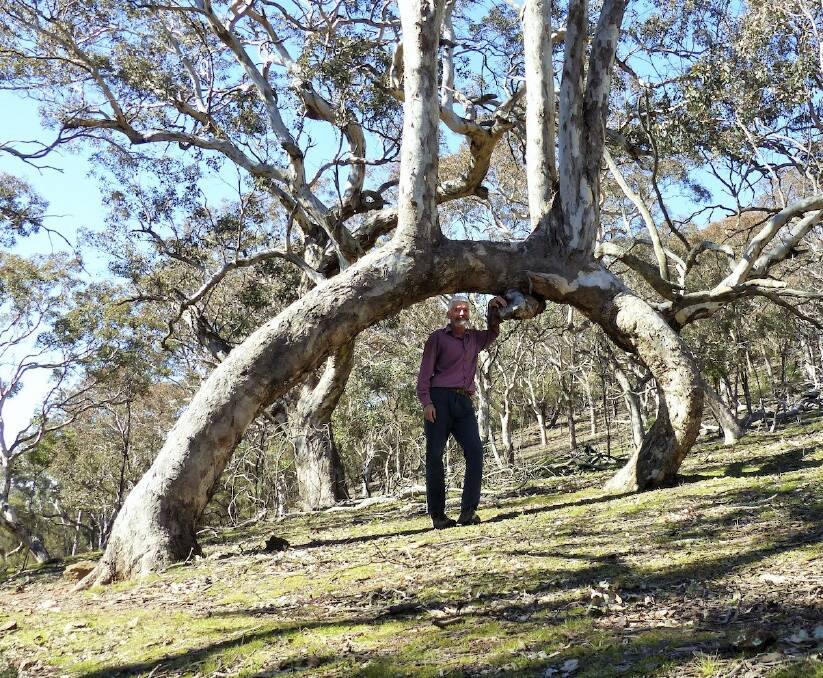 One of a kind? Matthew Higgins at the Mount Ainslie arch tree. Photo: Matthew Higgins