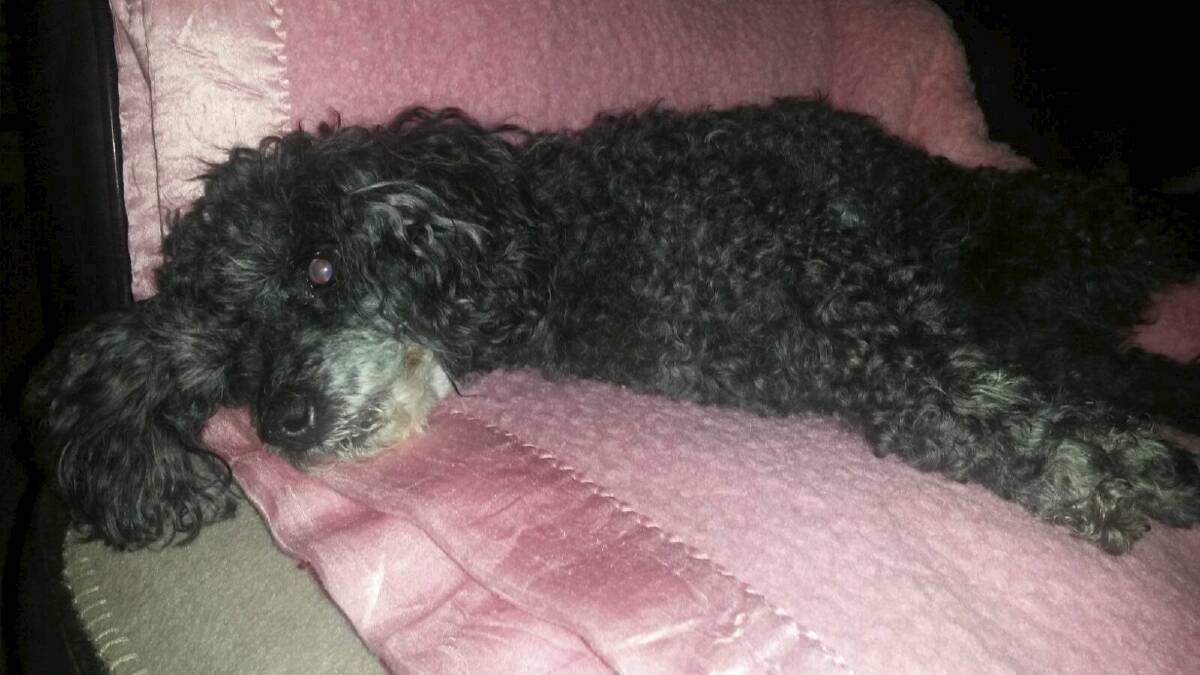 Lily the poodle was killed on June 26. The picture was taken the day before the attack. Photo: Supplied 