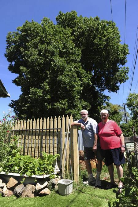 Peter and Maureen Curran, in their backyard, have been battling for years to have a neighbour's elm tree removed. Photo: Graham Tidy