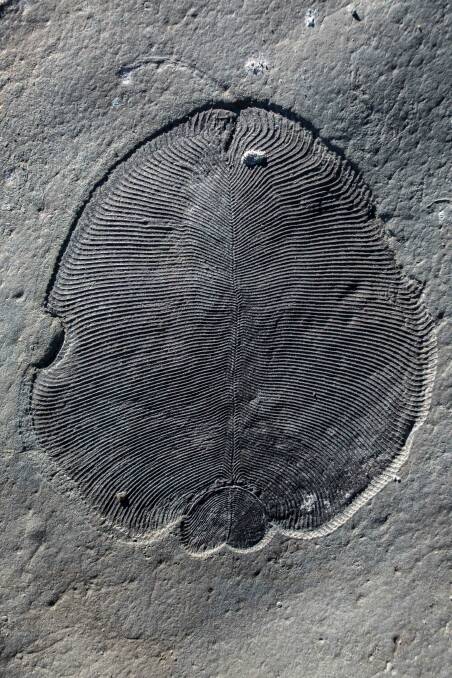 A Dickinsonia fossil. Photo: Illya Bobrovskiy / Supplied
