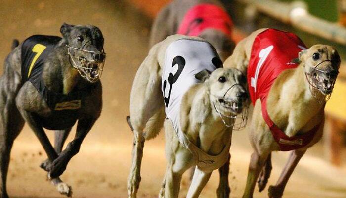 The ACT's greyhound industry inflated the level of its support during a PR stunt.  Photo: Supplied