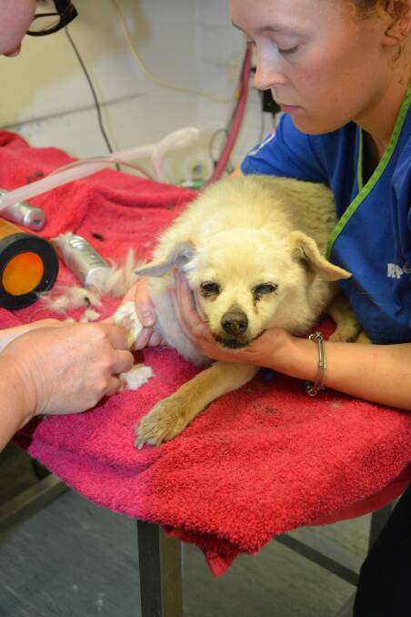 The owner of this pomeranian-cross was given a lifetime ban on animal ownership. Photo: RSPCA ACT