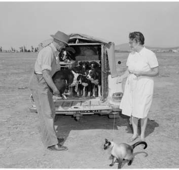 The gang's all here ... Mr and Mrs Eddie Sage of Numurkah arrived at the 1964 championships with their sheepdogs and cat. Photo: National Archives of Australia
