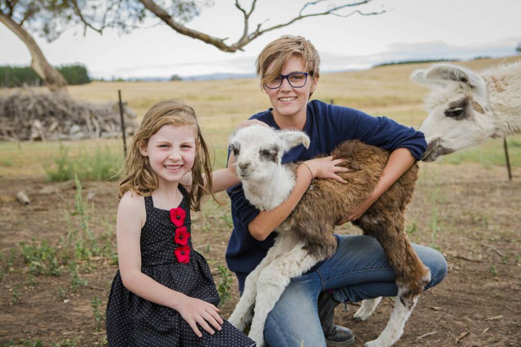 Aurelia Evans, 6, of Jerrabomberra, and Alpaca Magic volunteer Becki Hunter with baby llama - or 'cria' - "Waratah".


The Canberra Times

Photo Jamila Toderas Photo: Jamila Toderas