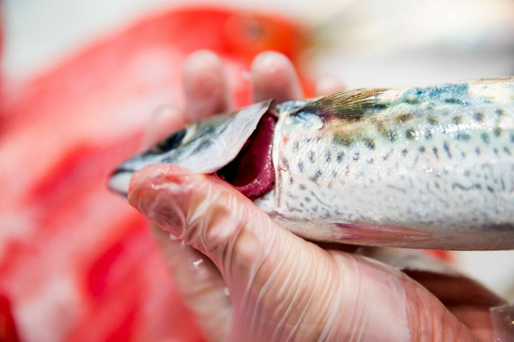 Queensland Health has previously advised residents against eating fish from the Brisbane River due to PFAS chemicals and the health risks have spread to waterways near Amberley RAAF Base. Photo: Edwina Pickles