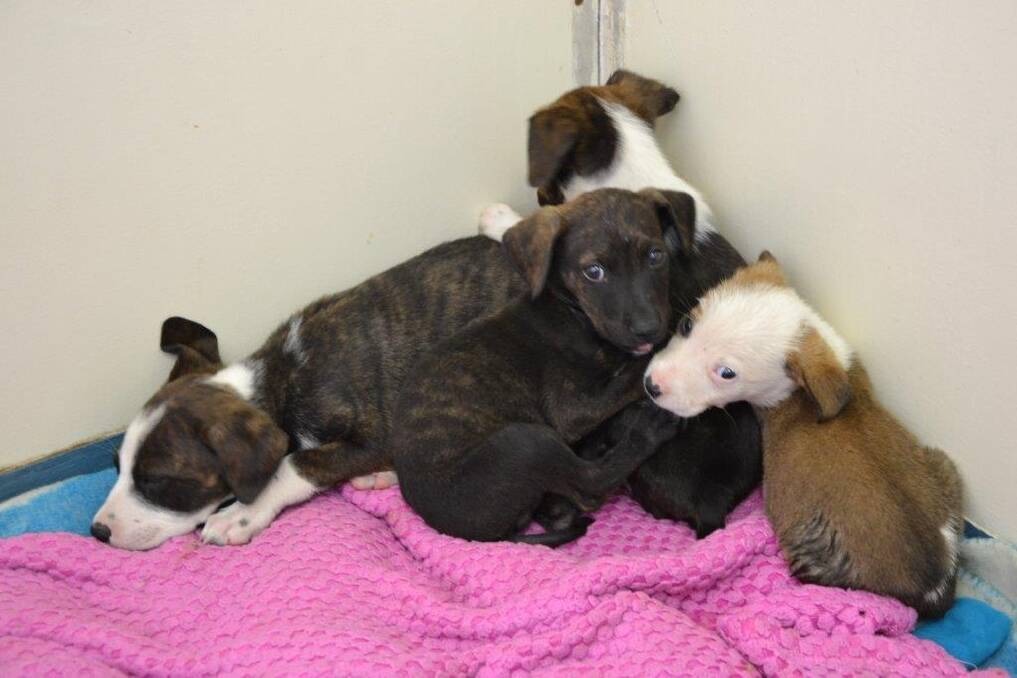 Nine puppies were found abandoned and beaten near Kingsford Smith Drive in Higgins in January, one with injuries so severe it was put down. Photo: RSPCA ACT