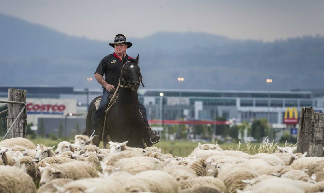 John Scott and 14-year-old Australian stock horse Black Magic move a mob of 200 lambing ewes.
 Photo: Matt Bedford