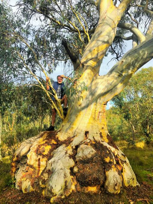 Klaus Hueneke climbs one of the remarkable gums in what used to be the grounds of Gungahlin Homestead, but is now a nature reserve.  Photo: Tim the Yowie Man