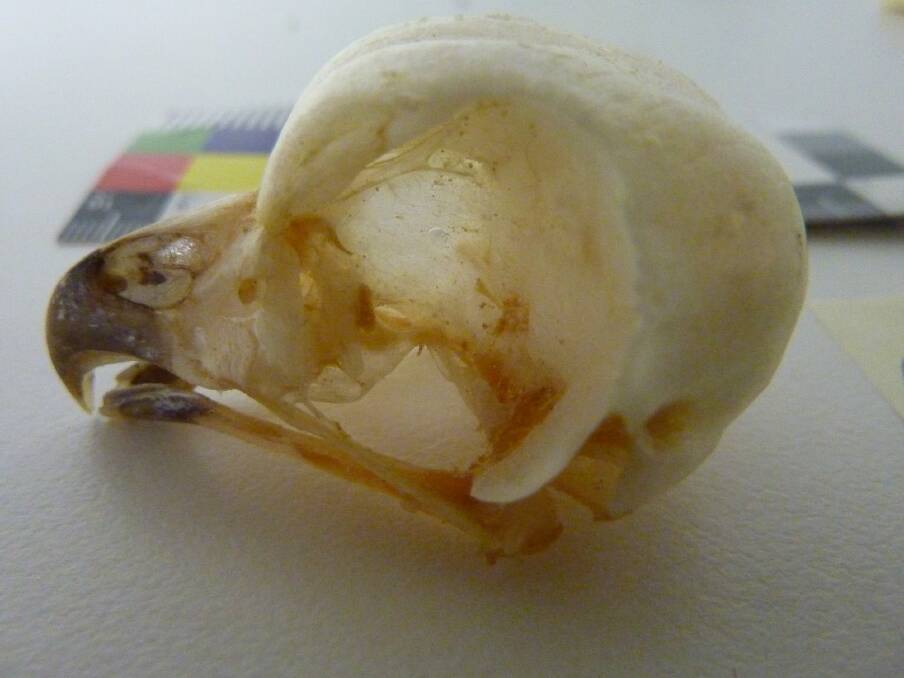 Brent Counsell illegally imported and possessed animal remains, including this strigid owl skull. Photo: Supplied