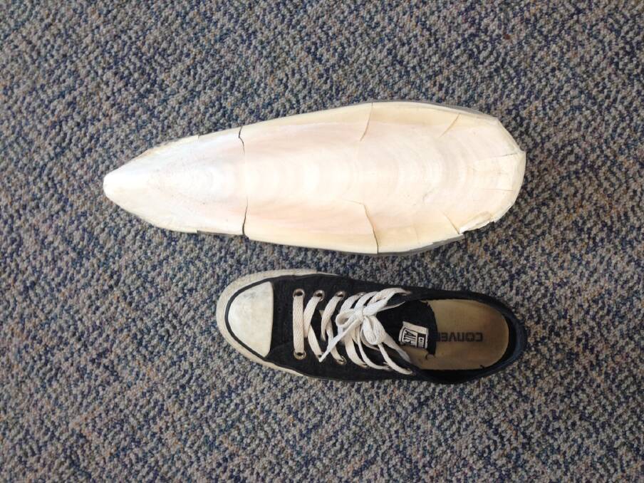 Melissa Fellows's 38 cm-long cuttlebone photographed alongside her 26cm long shoe. Photo: Melissa Fellows