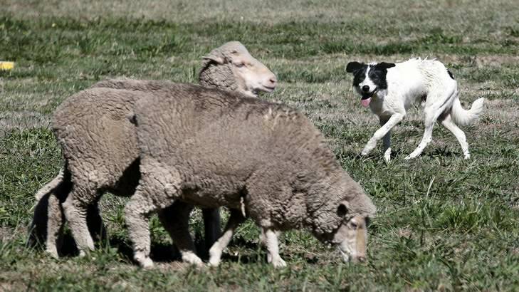Paul O'Kane's dog Andrew Symonds moves around the sheep during the National Sheep Dog Trials. Photo: Jeffrey Chan