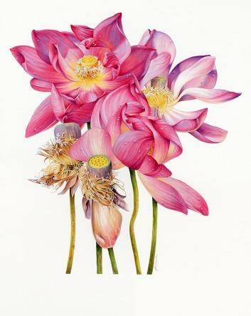 Flower study: Sacred Lotus, by Heidi Wills.