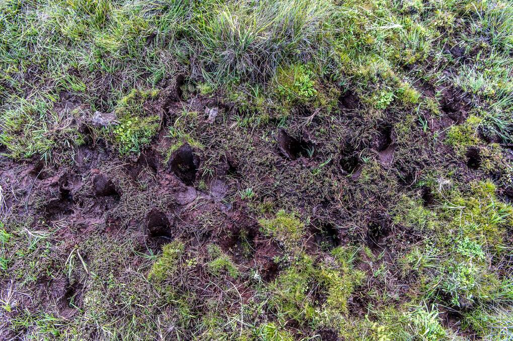 Degradation of the soil caused by feral horses. Photo: Justin McManus