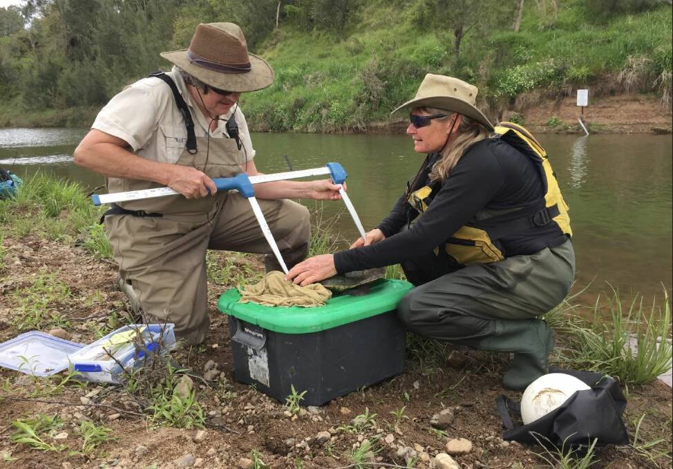 A Mary River turtle being measured by Charles Darwin researchers including Marilyn Connell. Photo: Facebook