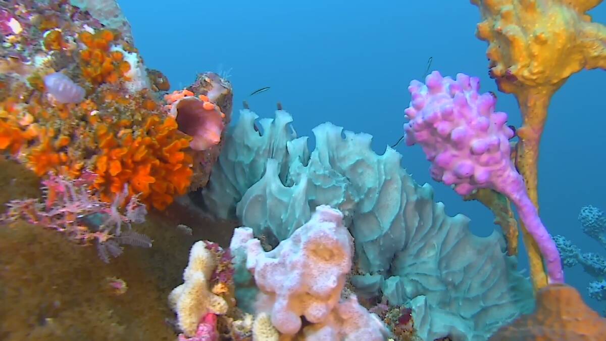 A colourful sponge garden spotted by the robot submarine. Photo: UnderseaROV)