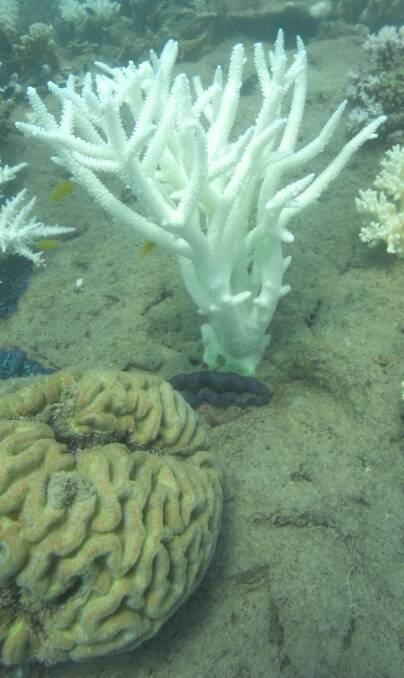 Staghorns (top) have suffered more than brain coral. Photo: Crispin Hull