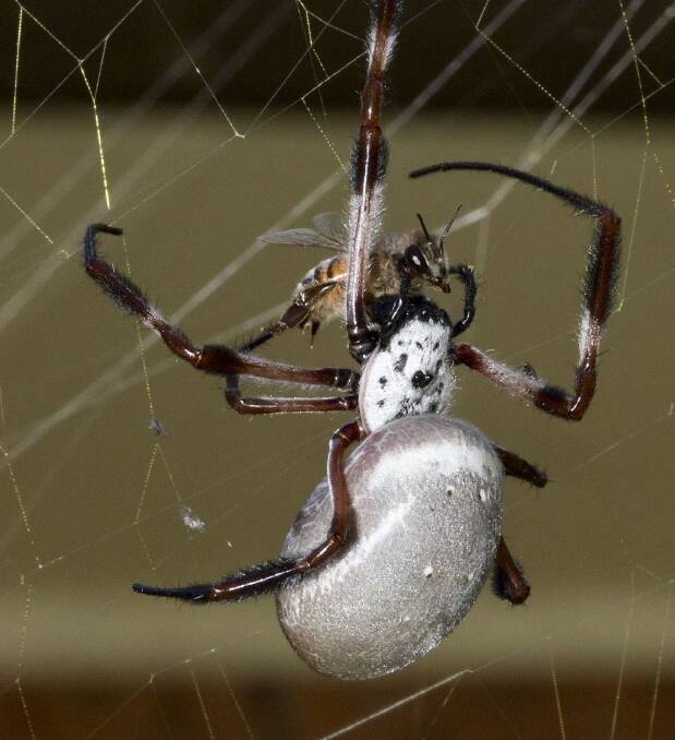 Spinner: A Female Golden Orb Spider devours a bee. Photo: Brian Jones