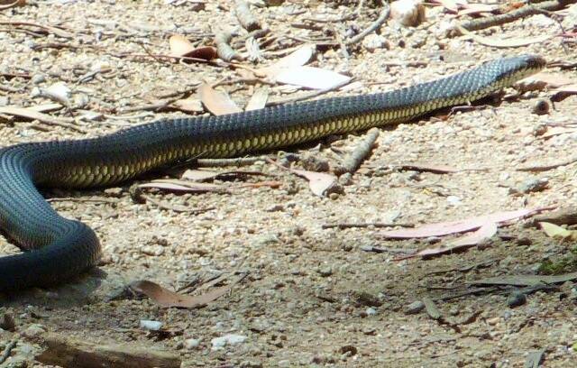 The highland copperhead that Tim the Yowie Man nearly stepped on. Photo: Tim the Yowie Man)