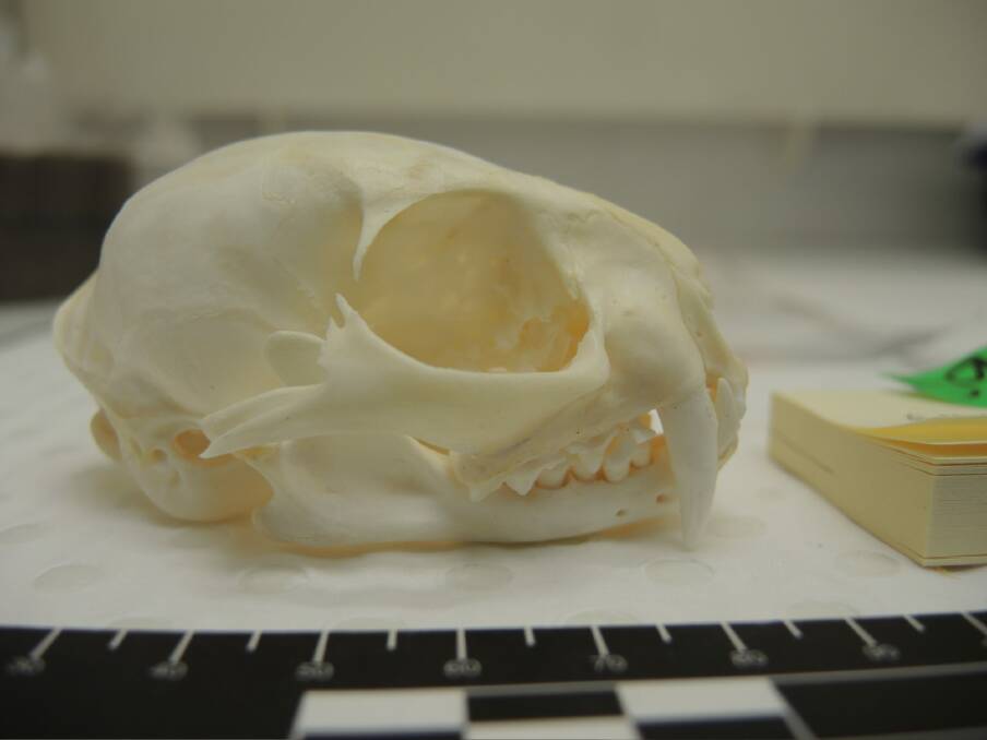 The Asian wildcat skull illegally possessed by Counsell. Photo: Supplied