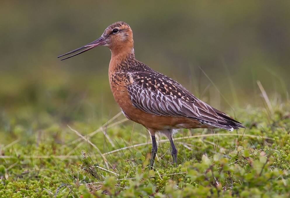 Then-environment minister Josh Frydenberg asked to protect the vulnerable bar-tailed godwit at Toondah Harbour. Photo: Supplied