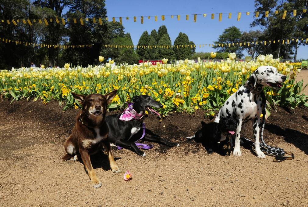 From left, Darcy the Kelpie, Ella the Greyhound, Tuffie McPuggles and Dollie the Dalmatian at the Dogs Day Out at Floriade. Photo: Melissa Adams