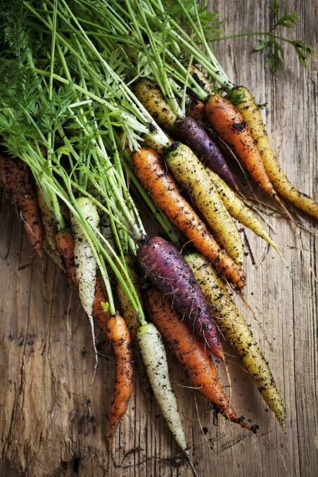 Fresh rainbow carrots picked from the garden. Heirloom and variety carrots. Photo: Kati Molin