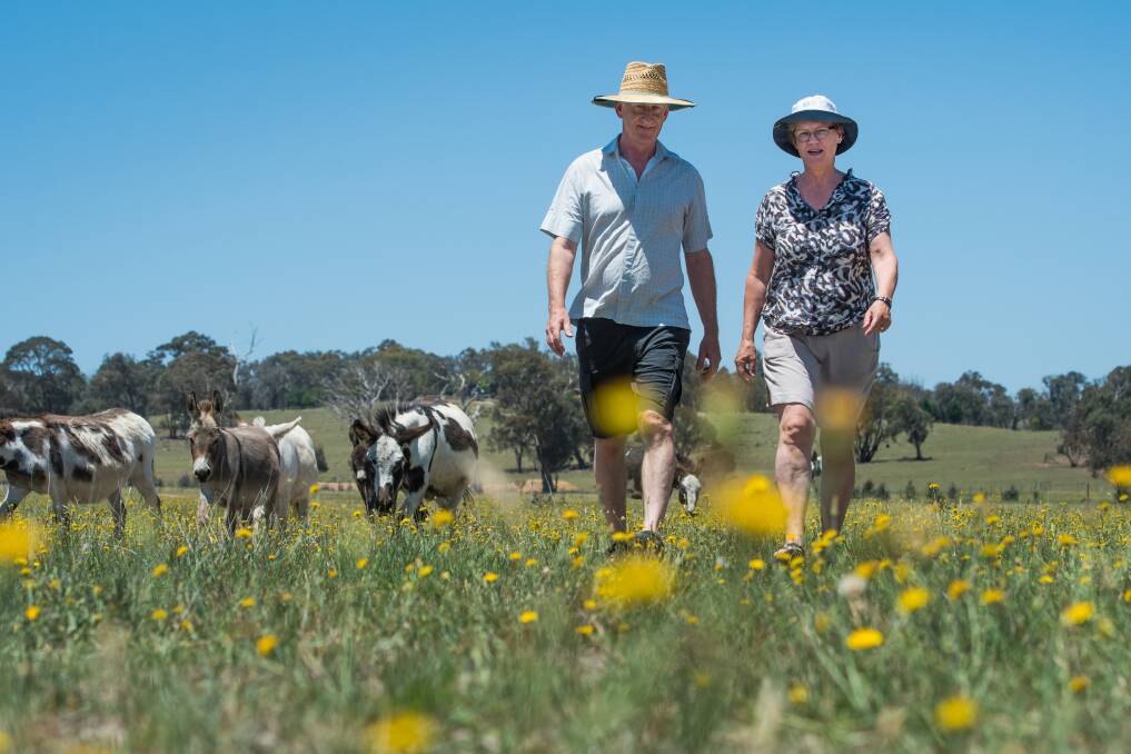 Arnold and Marchien Dekker on their hobby farm in the proposed 5 kilometre buffer zone on the ACT border where the Yass council wants to freeze housing development.  Photo: Elesa Kurtz
