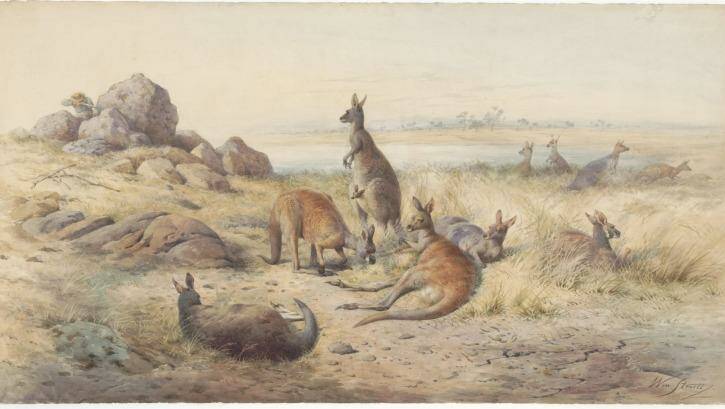 <i>The Haunt of the Kangaroo</i>, 1885 watercolour; William Strutt. Rex Nan Kivell Collection, National Library of Australia. Photo: Supplied