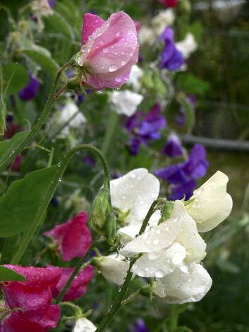 Before you plant sweet peas, do check they are a disease-resistant variety. Photo: supplied