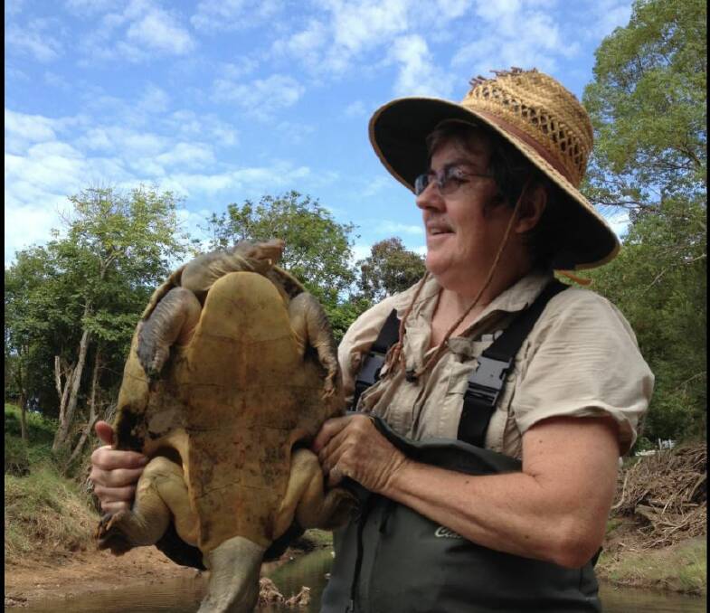 Turtle researcher Marilyn Connell with a Mary River turtle. Photo: Mary River Turtle Catchment Group