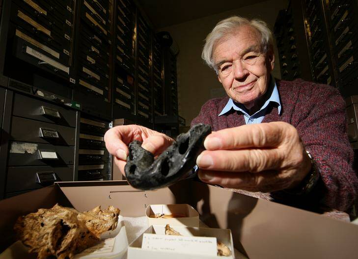 Professor Ken Campbell inspects a Dipnorhynchus - Sussmilchi specimen collected at Wee Jasper at the ANU School of Research Sciences.  Prof. Campbell has just been awarded the Raymond C. Moore Medal from the Society for Sedimentary Geology for Excellence in Paleontology. Photo: Jeffrey Chan